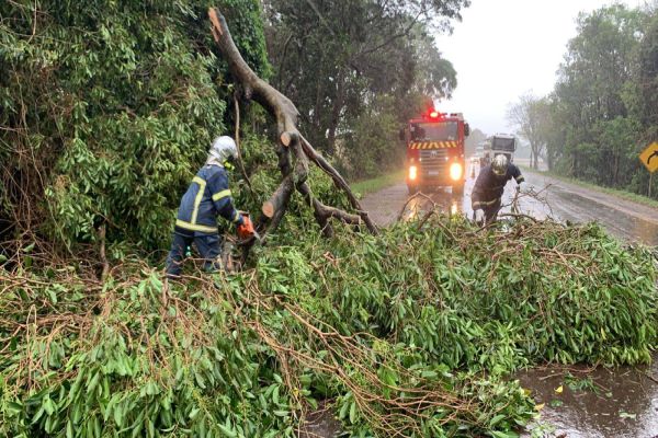 Queda de árvores interdita parcialmente a rodovia BR-369 entre Cascavel e Corbélia