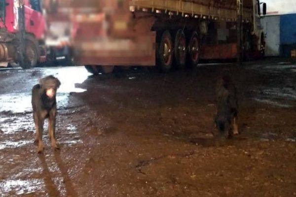 Homem é atacado por cães Rottweiler no bairro Cataratas em Cascavel