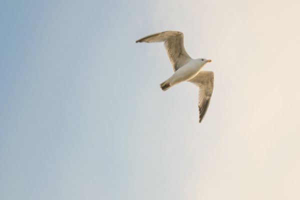 Governo Federal atualiza medidas para enfrentamento da Influenza Aviária