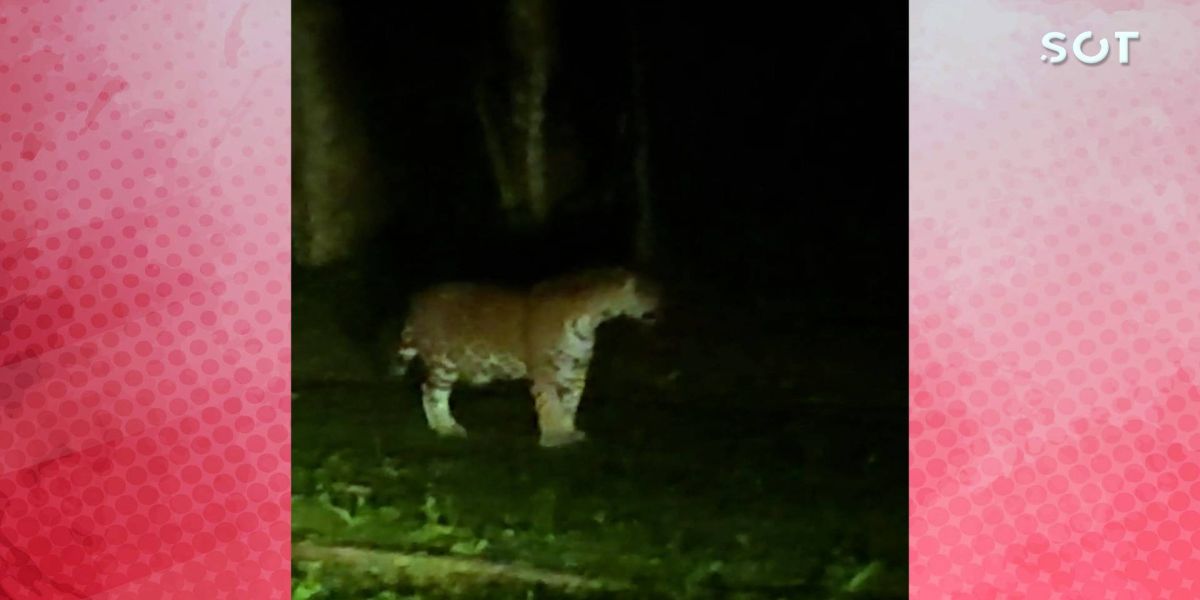 Onça-Pintada é flagrada caminhando no Parque Nacional do Iguaçu, no Paraná
