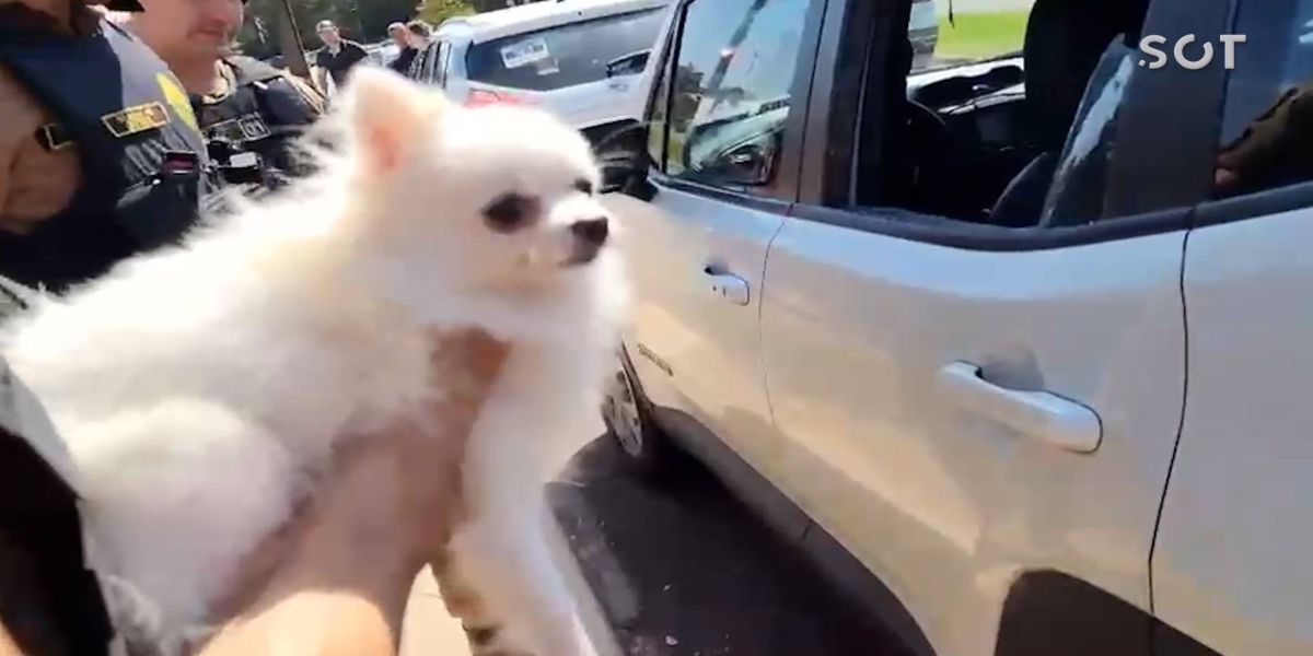 Polícia Militar age rápido e resgata cachorro preso dentro de automóvel no oeste do Paraná