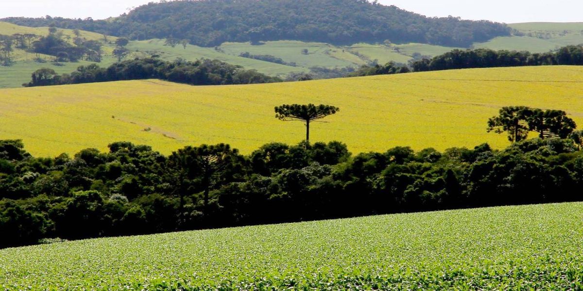 PIB do Paraná cresce 8,6% no primeiro semestre, mais que o dobro da média nacional
