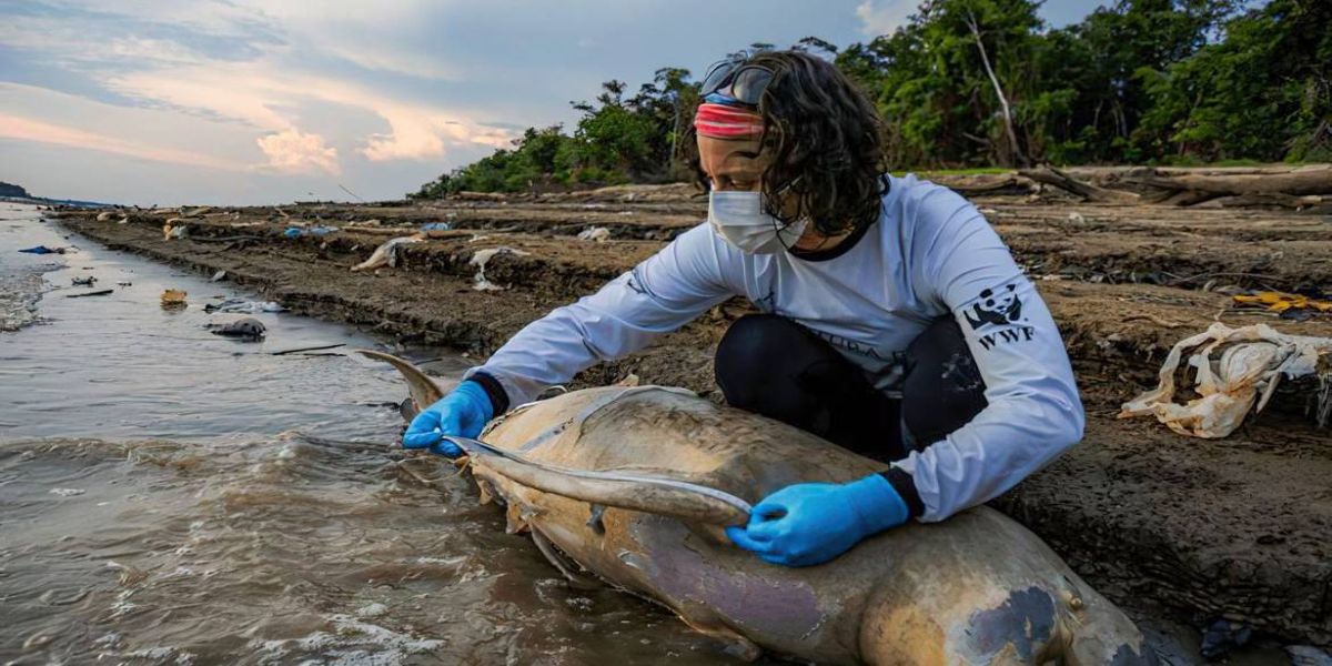 ICMBio vai apurar causas da morte de botos no Amazonas