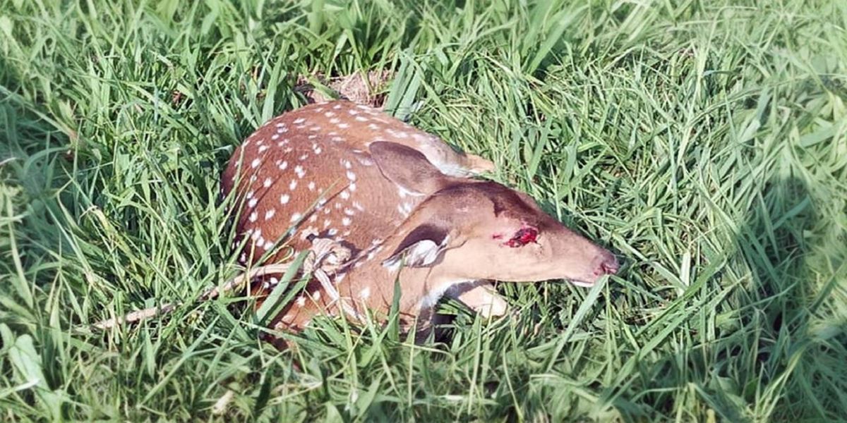 Filhote de veado é resgatado após atropelamento na BR-277 em Cascavel