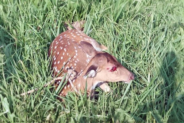 Filhote de veado é resgatado após atropelamento na BR-277 em Cascavel