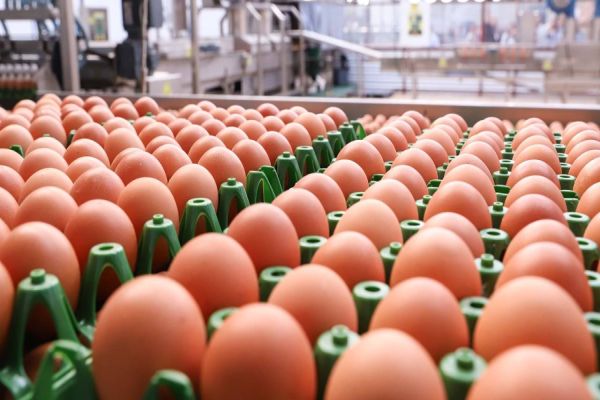 Boletim agropecuário destaca recuo dos preços dos ovos e grande safra da cana-de-açúcar