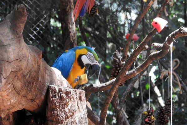 Advogada de Cascavel tem artigo selecionado para a bibliografia do STJ