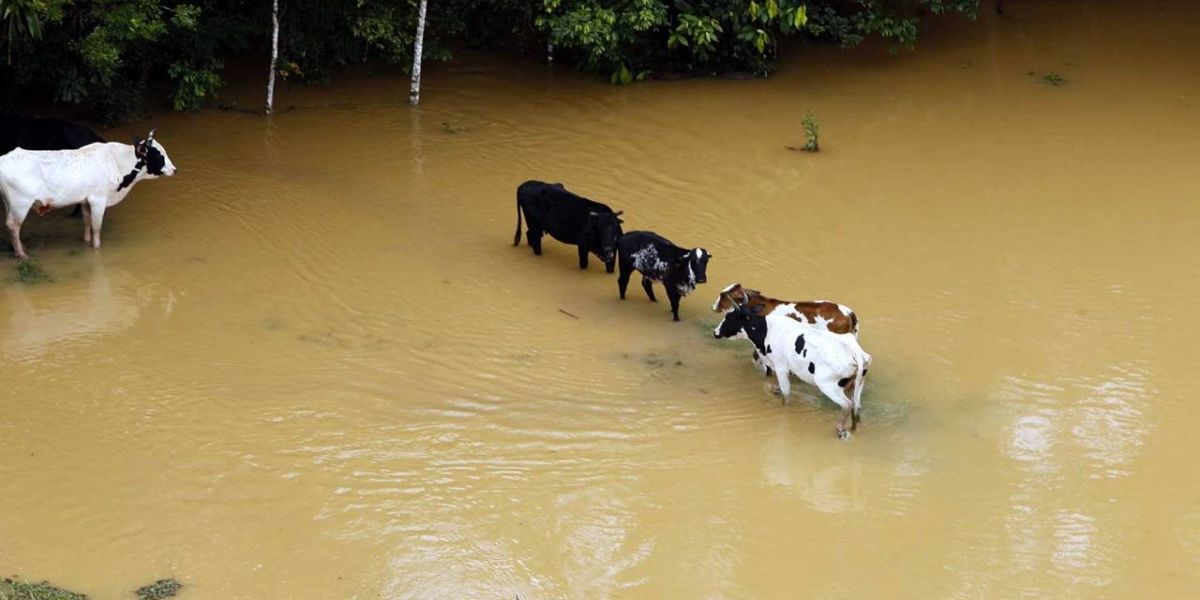 Paraná cria Rede Integrada para Atendimento de Animais em Desastres