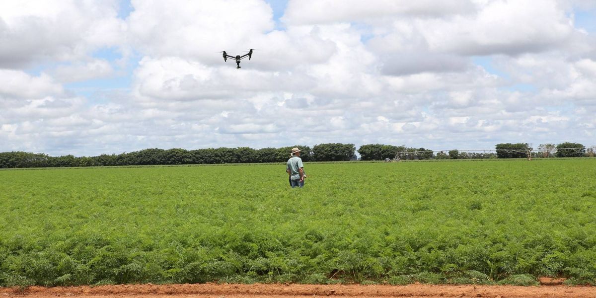 Safra de verão deve ter aumento de plantio de soja, no Paraná