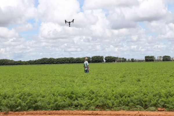 Safra de verão deve ter aumento de plantio de soja, no Paraná