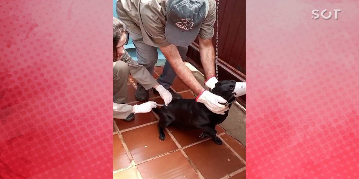 Cascavel realiza Mutirão de vacinação contra a raiva após caso de cachorro com a doença