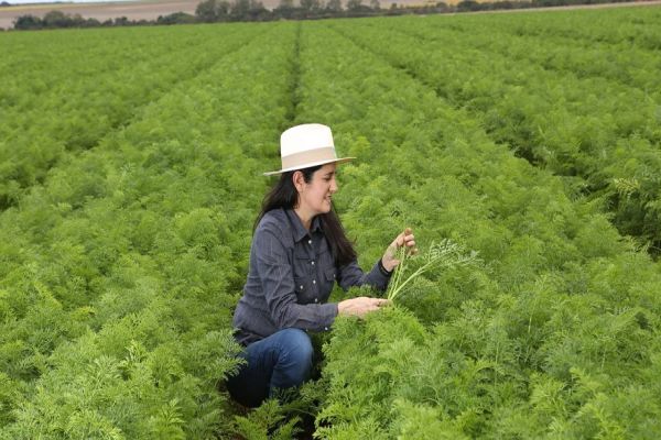 Safra de verão deve ter aumento de plantio de soja no Paraná