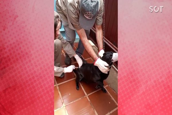 Cascavel realiza Mutirão de vacinação contra a raiva após caso de cachorro com a doença