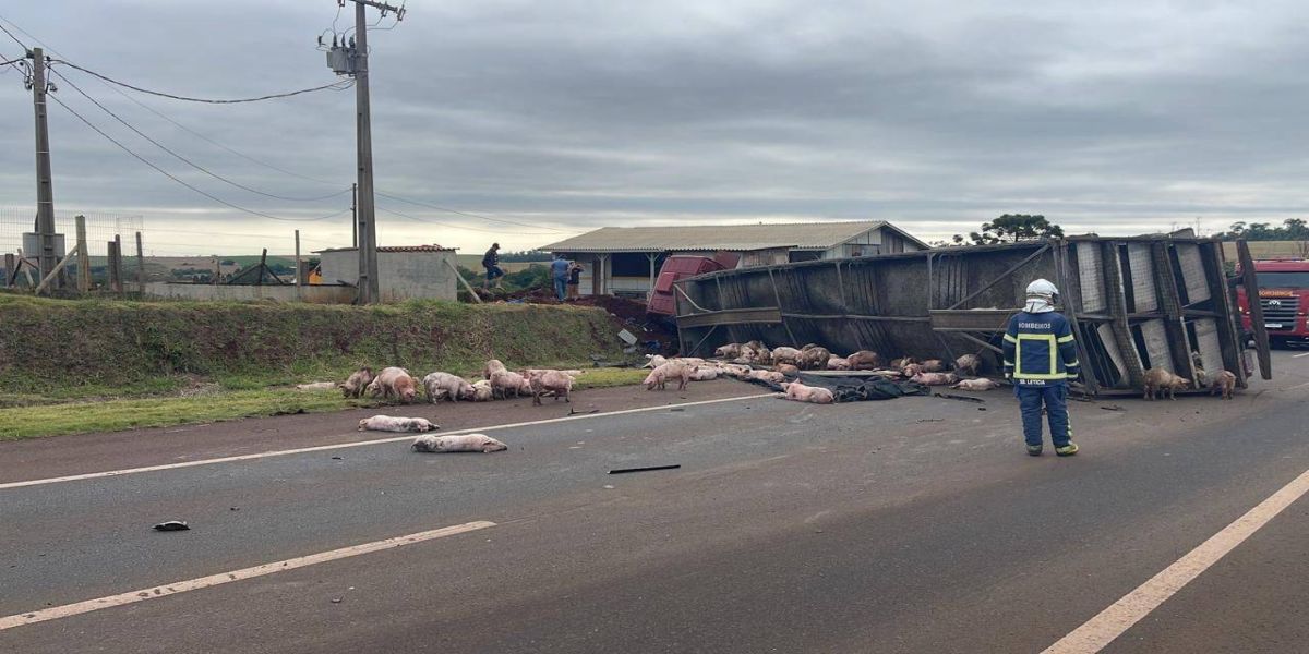 Grave acidente na BR-163 entre Toledo e Marechal Rondon envolve carreta de porcos