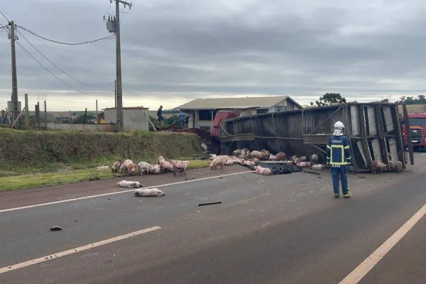 Foto relacionada a notícia: Grave acidente na BR-163 entre Toledo e Marechal Rondon envolve carreta de porcos