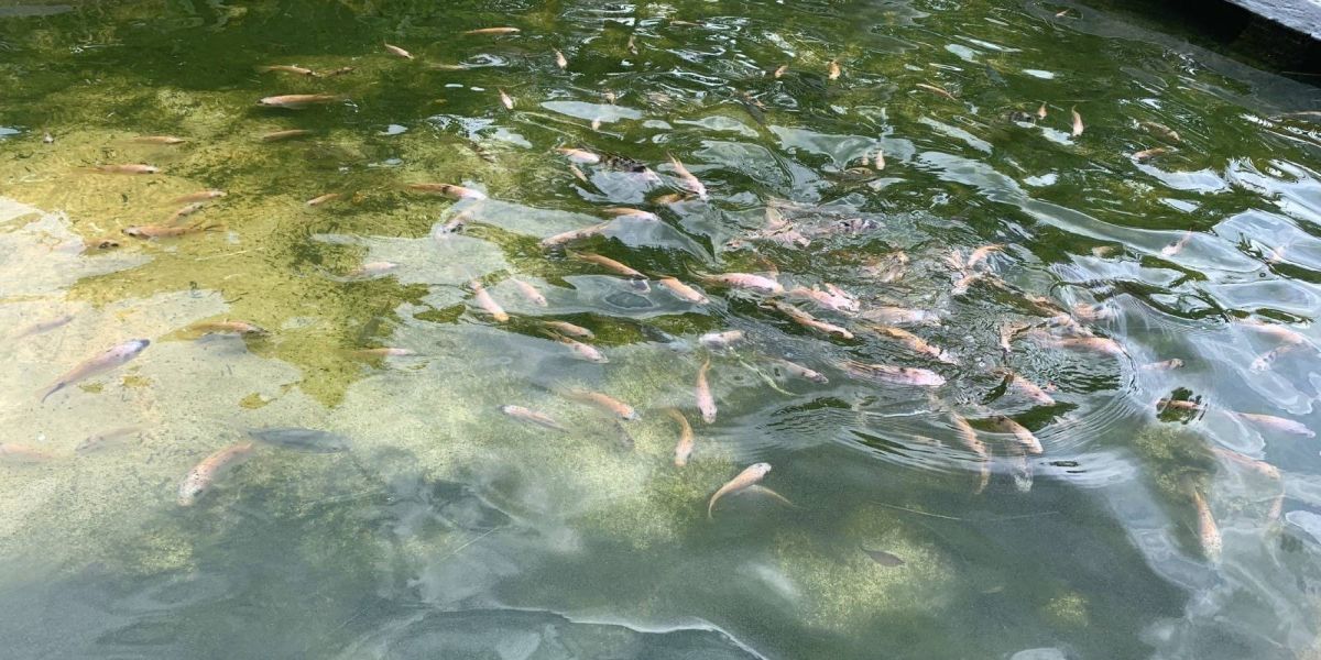 Atenção com a qualidade da água deve ser constante na tilapicultura