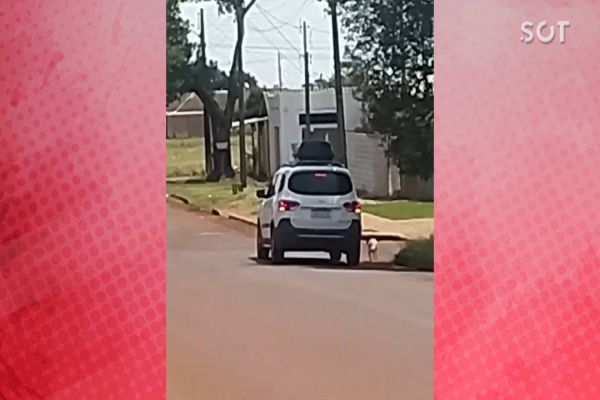 Imagem referente a notícia: Cachorrinha de três patas é abandonada em rua no bairro Cascavel Velho