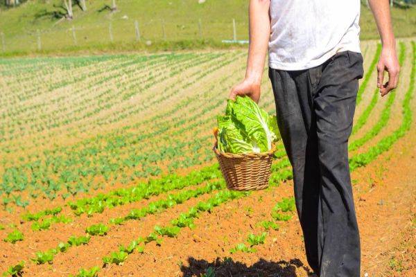 Chuvas acima da média impactam no preço das olerícolas, aponta Deral