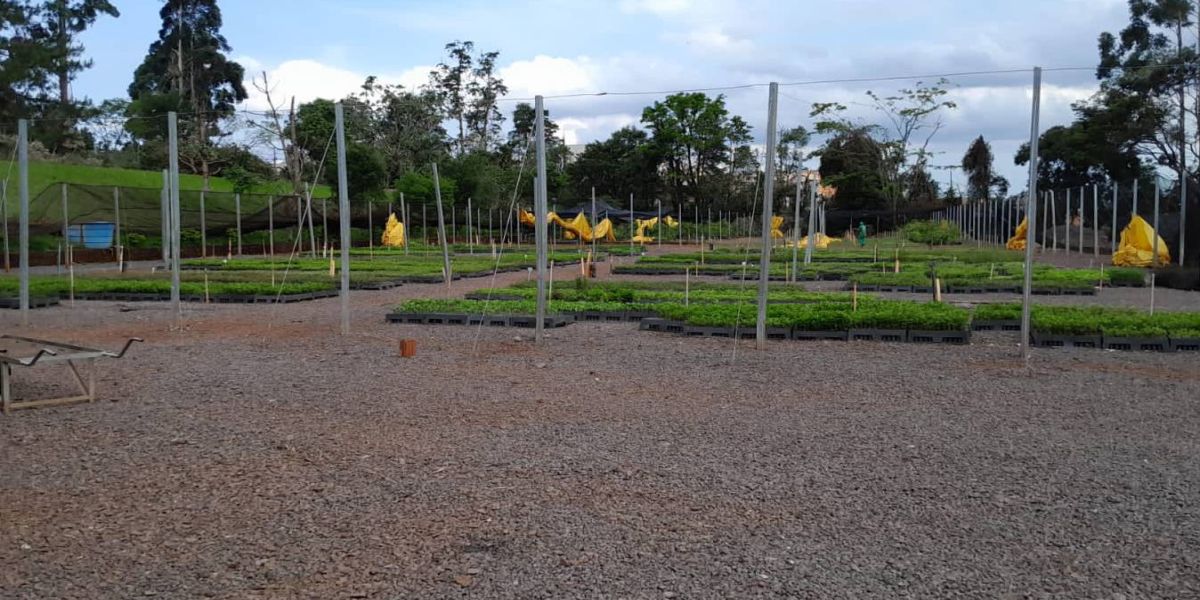 IAT reabre viveiro florestal de Cascavel após danos causados por chuvas e tornado