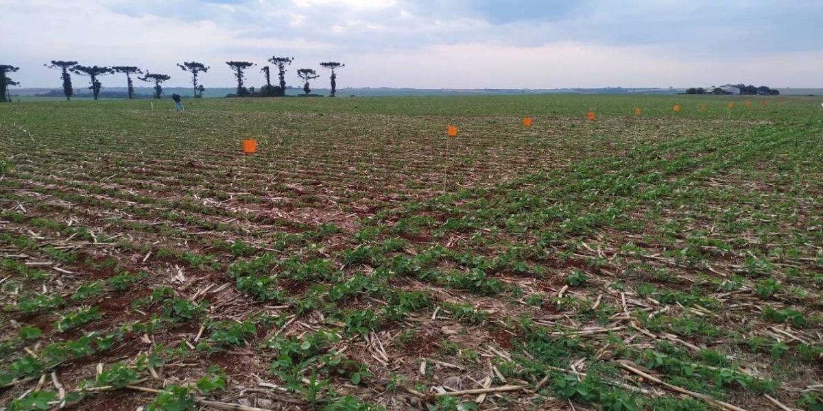 Incubada da Fundetec recebe sinal verde para produzir tecnologia para combater doença em lavouras