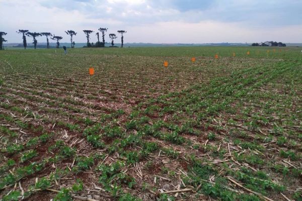 Incubada da Fundetec recebe sinal verde para produzir tecnologia para combater doença em lavouras