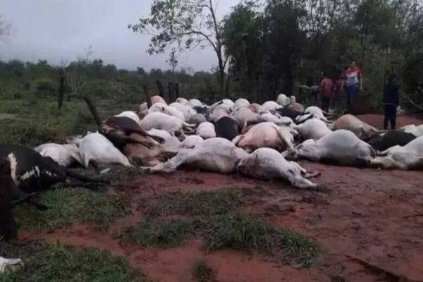 Raio mata 80 bois e dois cavalos em fazenda na Colônia Ybyrarobaná