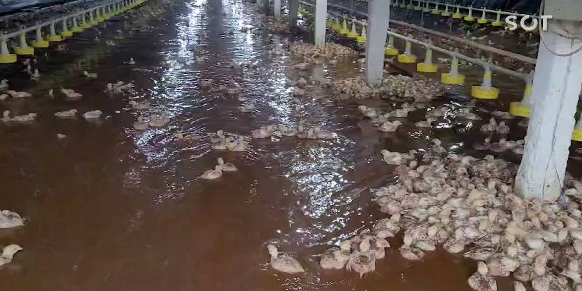 Chuvas causam enchentes e prejuízos, resultando na morte de milhares de frangos em Dois Vizinhos