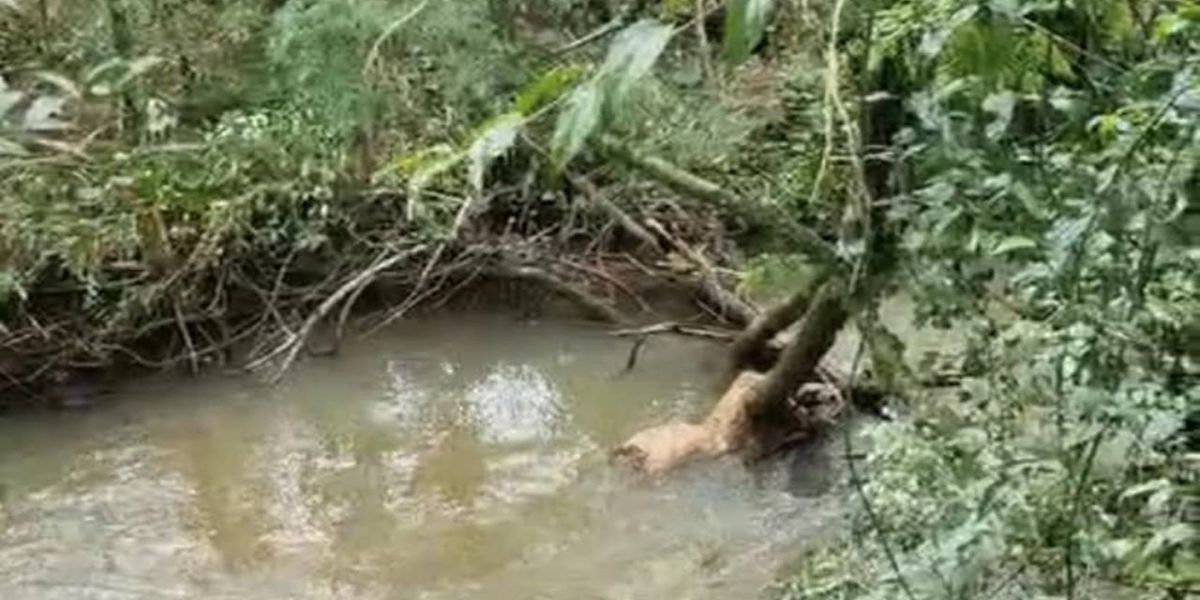 Corpo encontrado em estado de decomposição em Rio de Cândido de Abreu