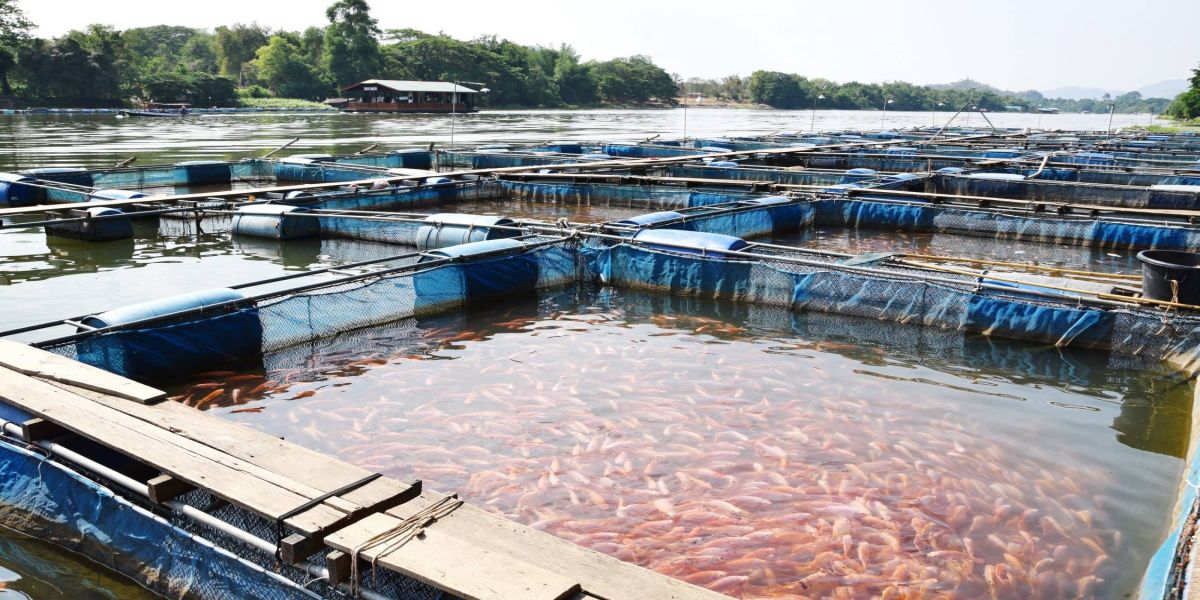 Comissão Técnica de Aquicultura da FAEP debate desafios para evolução da cadeia