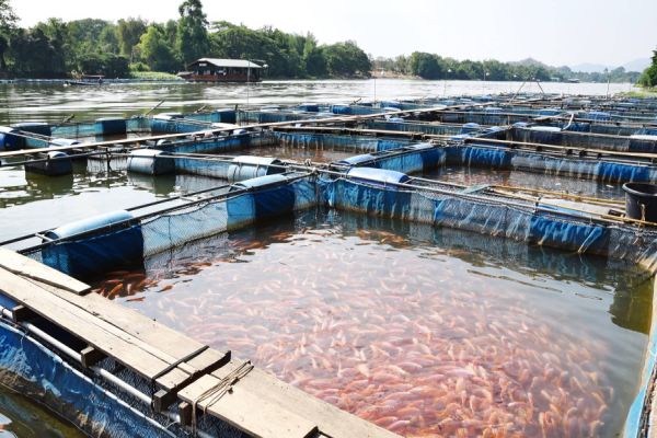 Comissão Técnica de Aquicultura da FAEP debate desafios para evolução da cadeia