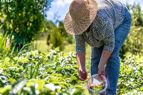 Cascavel sedia evento de tecnologia para agricultura familiar e agroindústrias
