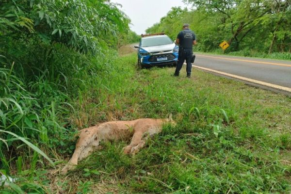 Onça encontrada morta as margens da PR-497 entre São Miguel a Itaipulândia