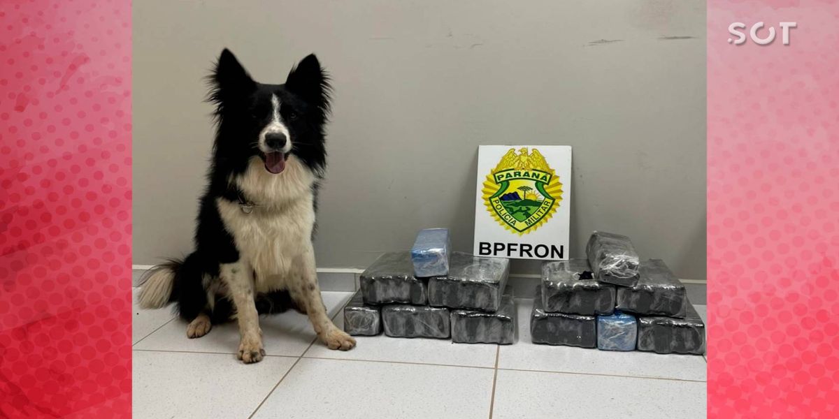 BPFRON apreende 27,6 de drogas em ônibus na cidade de Cascavel