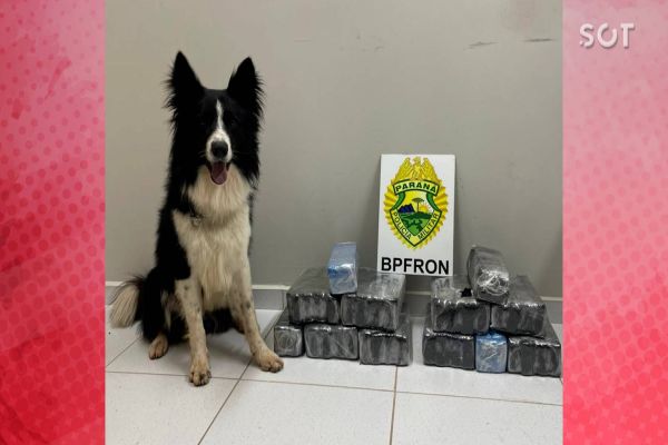 BPFRON apreende 27,6 de drogas em ônibus na cidade de Cascavel