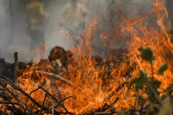 Incêndio no Pantanal tem cenário de animais em fuga e muita ventania