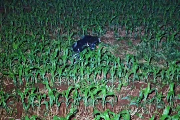 Idoso morre atropelado por Ford Ranger em estrada rural de Toledo