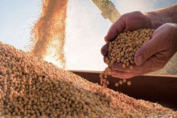 Comissão de Grãos da FAEP reforça posição contrária à redução do teor de umidade da soja