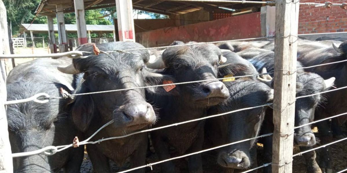Produção de búfalos contribuiu com R$ 39,7 milhões para o VBP do Paraná em 2022