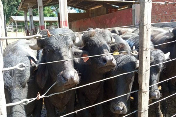 Produção de búfalos contribuiu com R$ 39,7 milhões para o VBP do Paraná em 2022