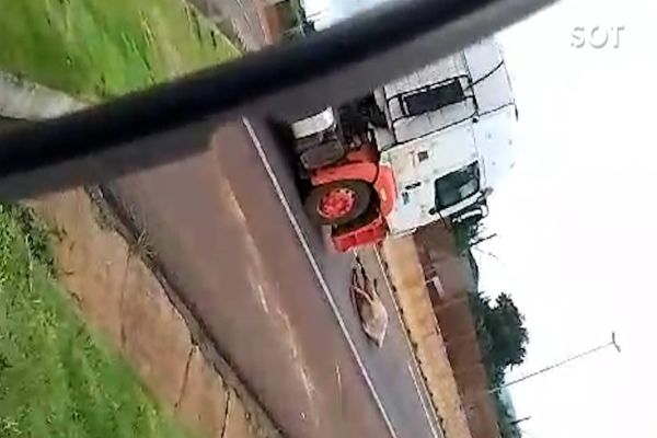 Boi é atropelado por caminhão, levanta e vai embora na BR-277 em Matelândia