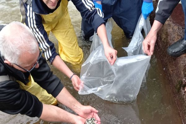 Sanepar promove ação de soltura de peixes em rios de Cascavel