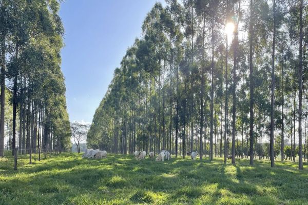 Embrapa inicia execução de projeto inédito em apoio à agricultura de baixa emissão de carbono