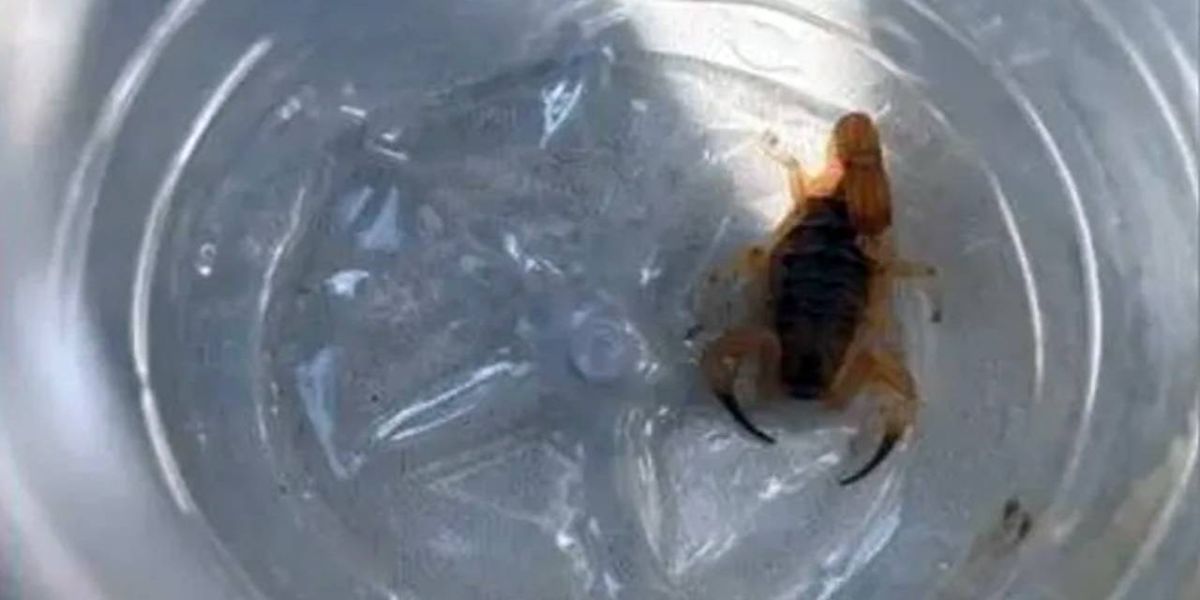 Criança de 8 anos é internada após ser picada por escorpião em Cmei do Paraná