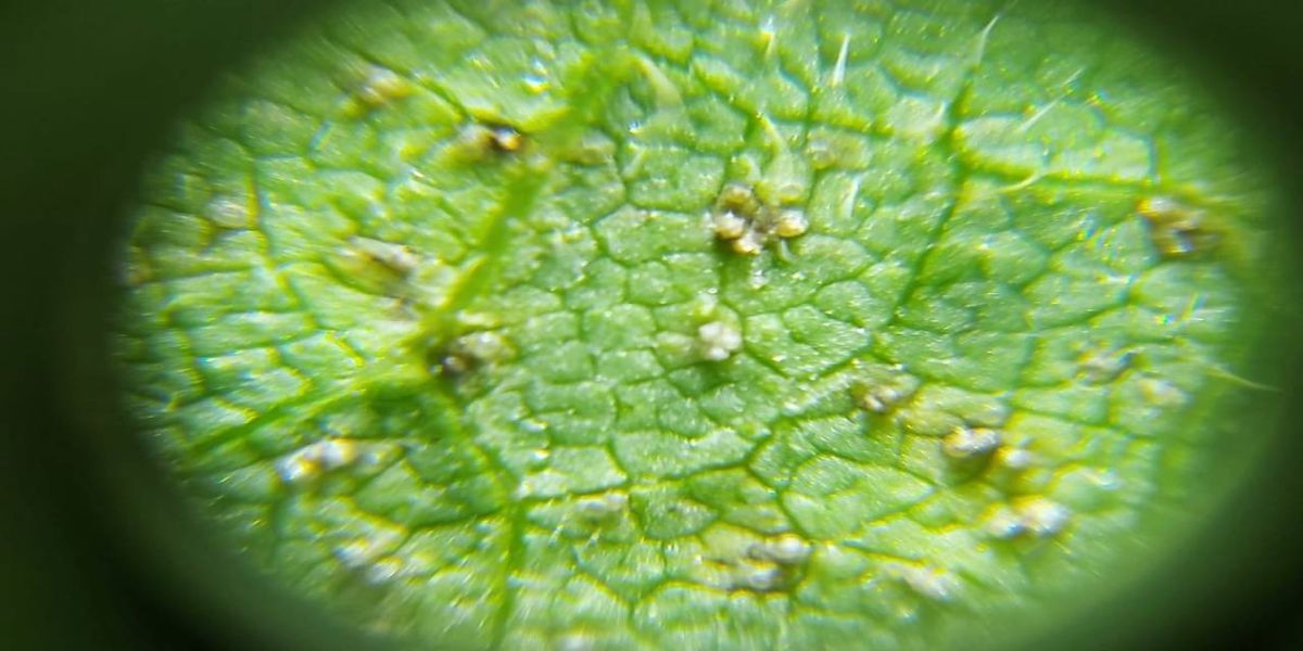 Copacol identifica ferrugem asiática em Cascavel e orienta produtores