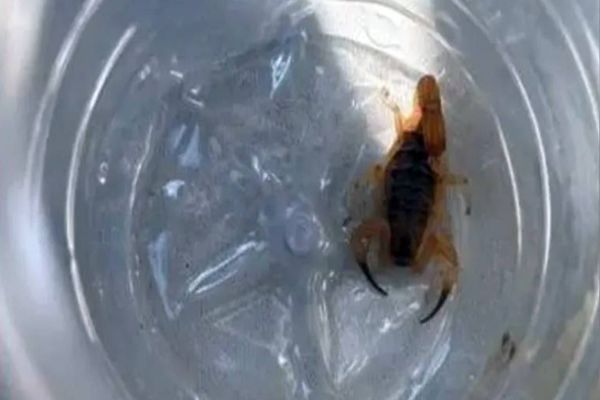 Criança de 8 anos é internada após ser picada por escorpião em Cmei do Paraná