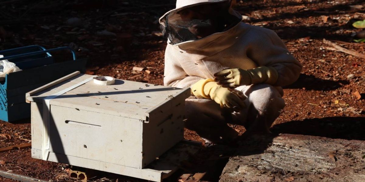 Defesa Civil atendeu gratuitamente cerca de 1,4 mil pedidos de retirada de enxames em 2025