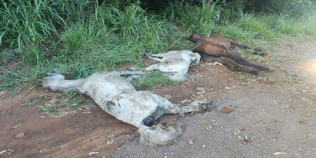 PRF prende suspeitos de maltratar e abandonar cavalos em Guaraniaçu
