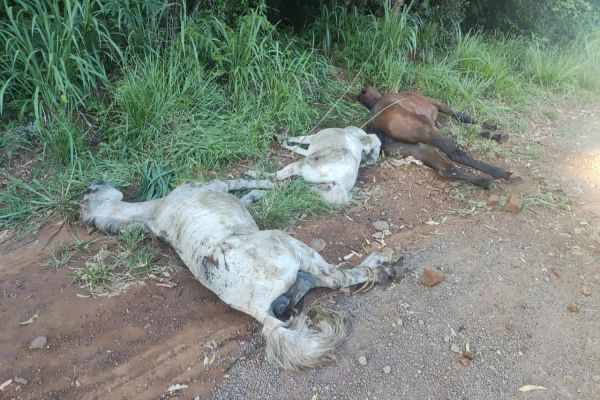 PRF prende suspeitos de maltratar e abandonar cavalos em Guaraniaçu