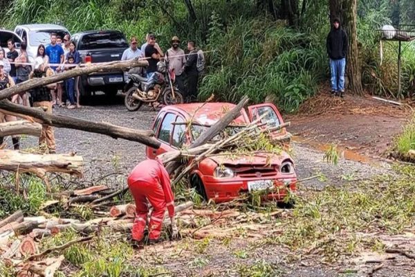 Homem morre após árvore cair sobre veículo durante temporal em Ponta Grossa