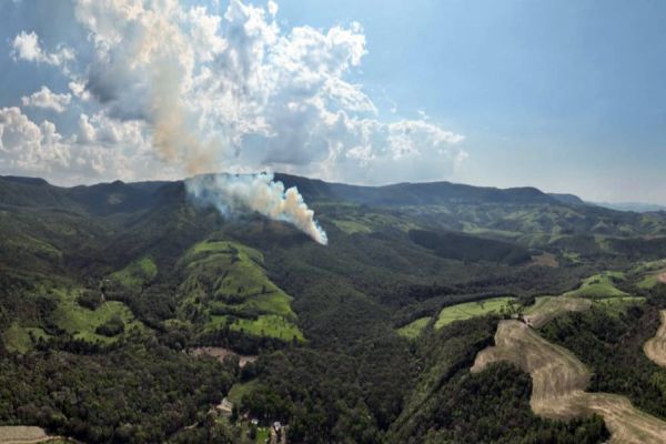 Paraná tem queda no desmatamento e aplica R$ 102,7 milhões em multas em 2023